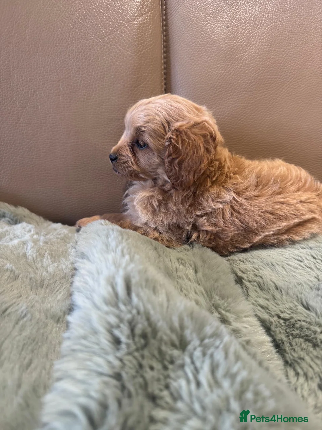Cavapoo dogs for sale: Cavapoo puppy’s  in Huntingdon - Advert 2