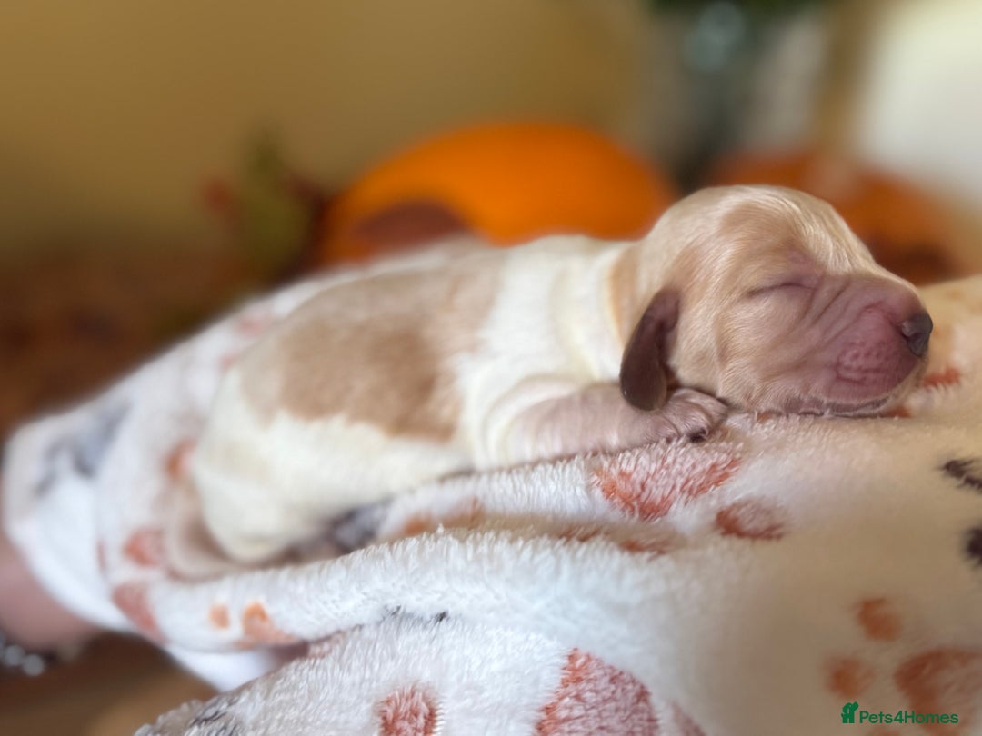 Cocker Spaniel dogs for sale: Stunning 5 Star KC  Show Cocker Spaniels - Image 23