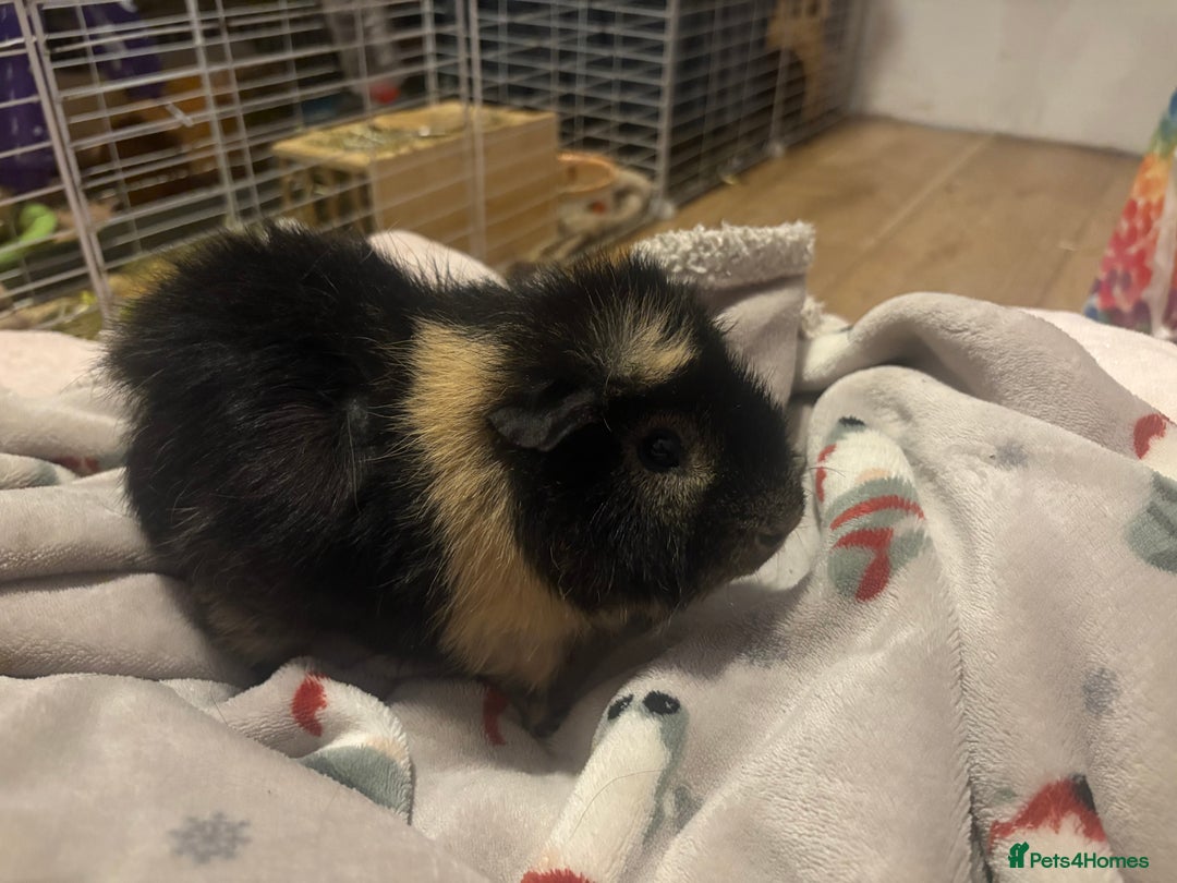 Guinea Pig rodents for sale: 1x Male  - Advert 1