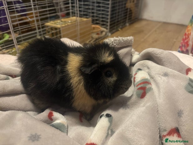 Guinea Pig rodents 1x Male - Advert 1