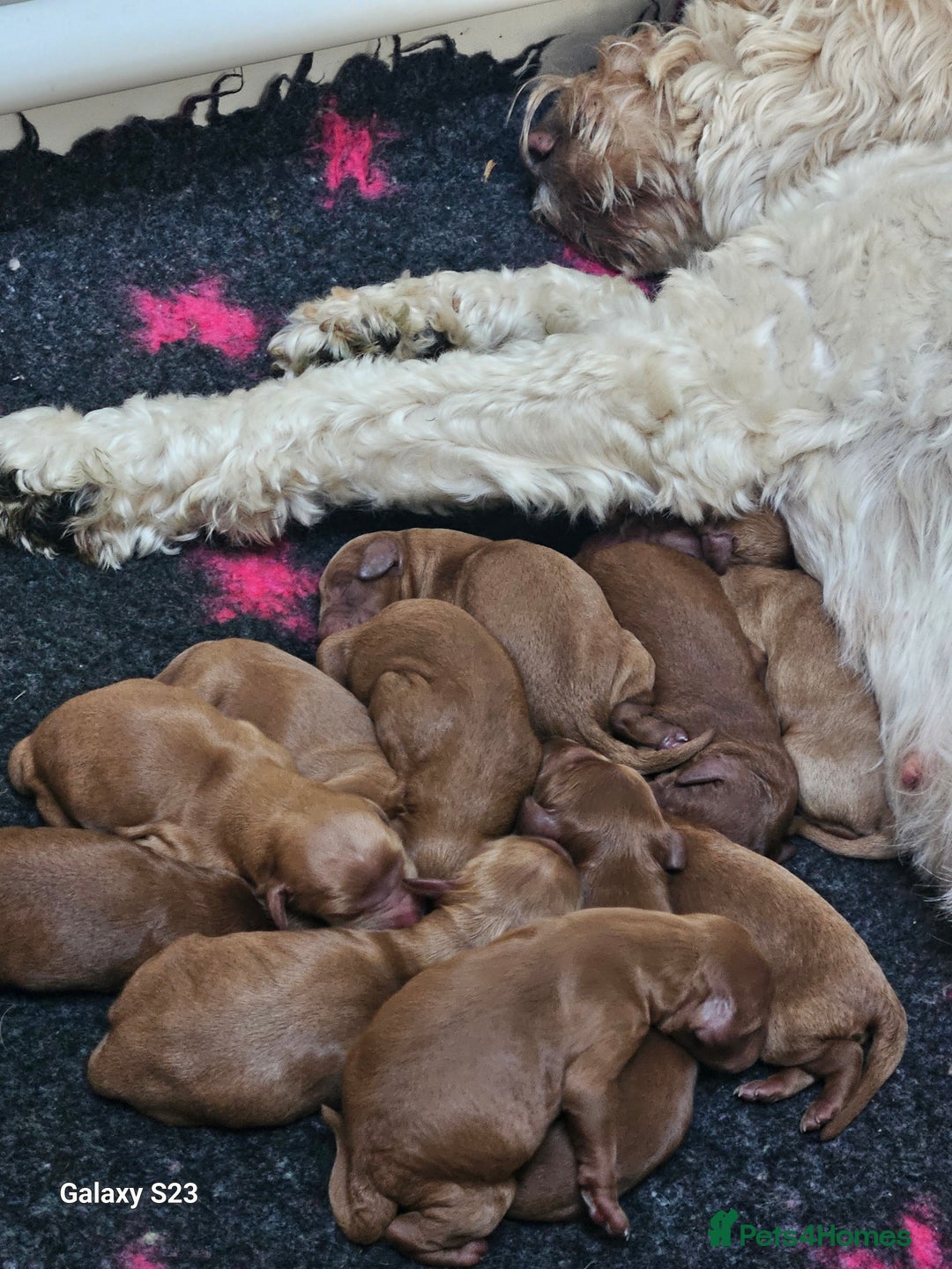 Mixed Breed dogs for sale: FULLY HEALTH TESTED FOX RED MINIATURE COCKAPOOS  - Image 2
