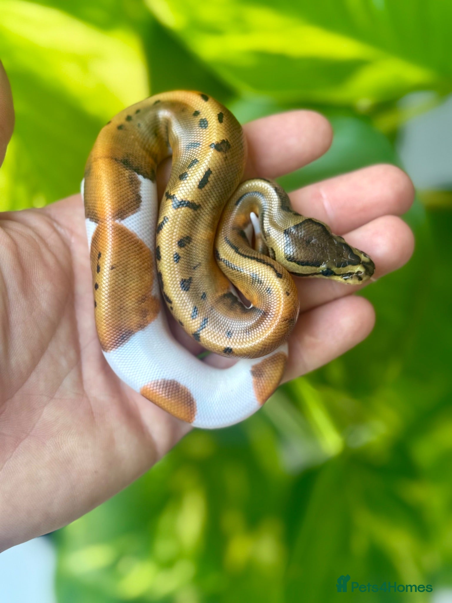 Python Snake reptiles Pastel / Pinstripe Pied - Advert 6