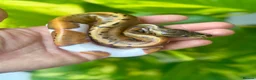 Python Snake reptiles for sale: Pastel / Pinstripe Pied - Advert 1