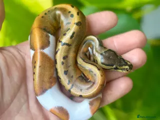 Python Snake reptiles Pastel / Pinstripe Pied - Advert 1