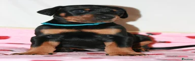 Dobermann Puppy 3