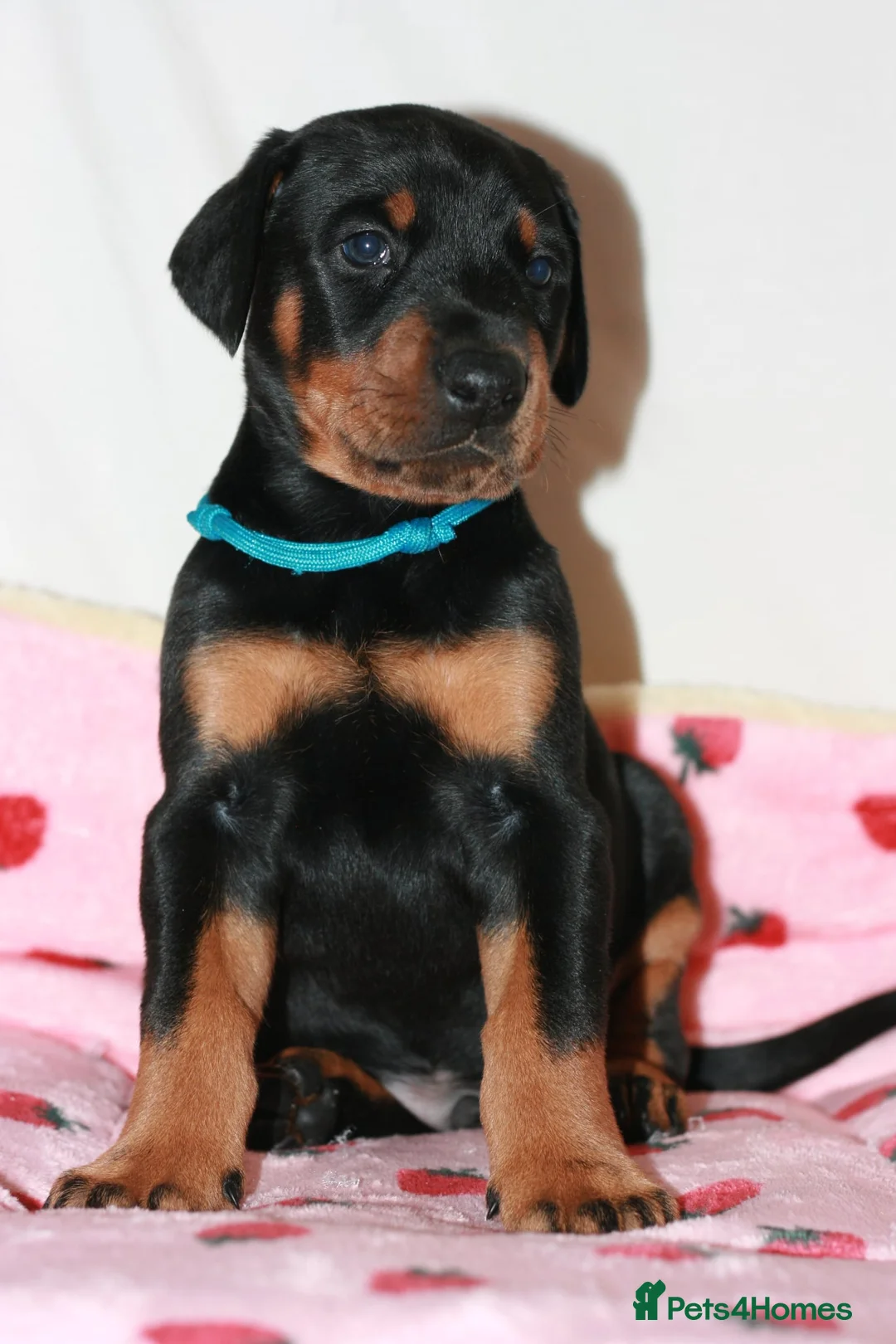 Dobermann dogs for sale: Evalesco Dobermanns - Advert 27