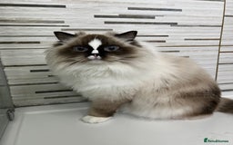Ragdoll cats for sale: Mochi - Image 1