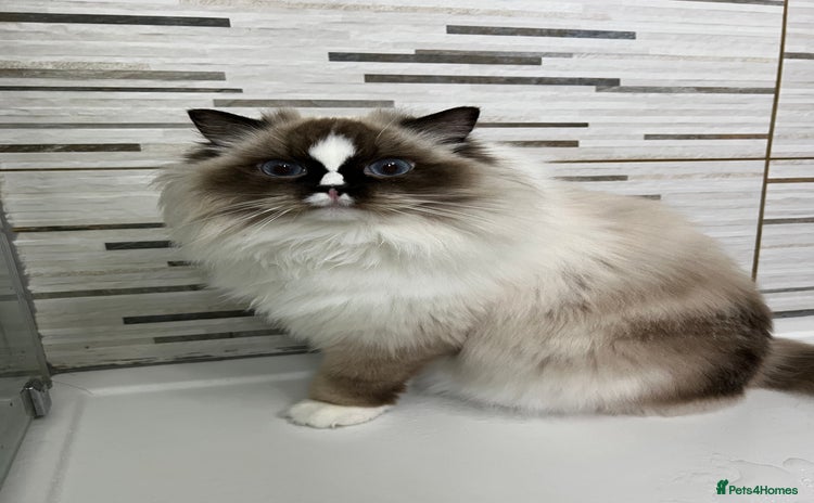 Ragdoll cats - Advert 7