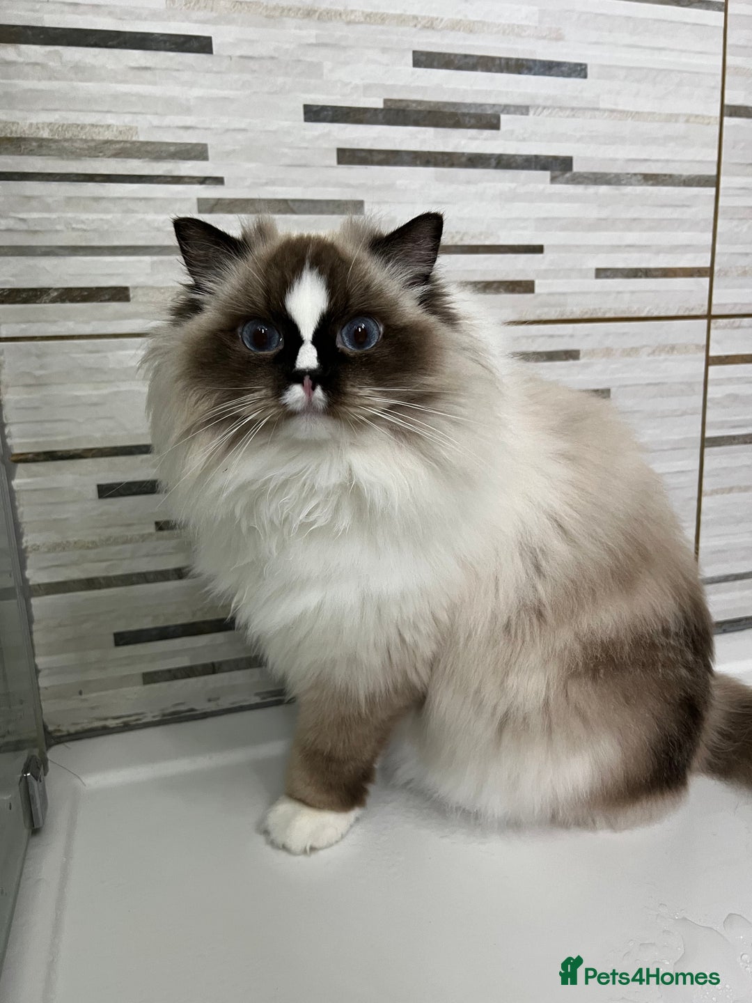 Ragdoll cats for sale: Mochi - Image 1