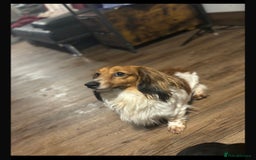 Miniature Dachshund dogs for stud: miniature dachshund STUD - Image 1