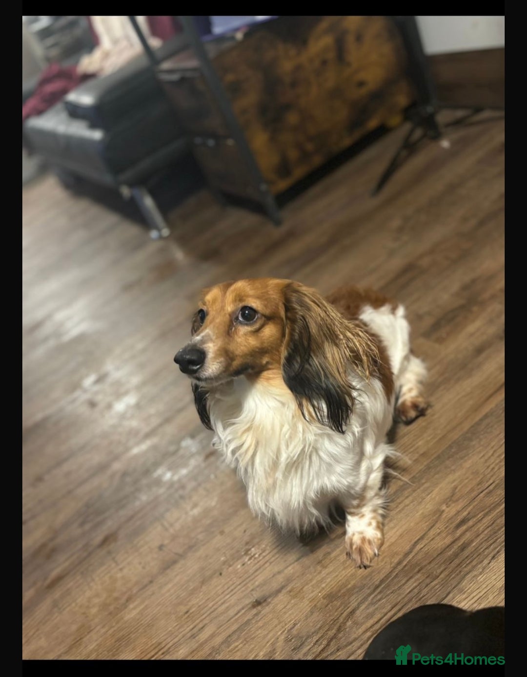 Miniature Dachshund dogs for stud: miniature dachshund STUD - Image 1