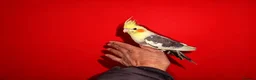 Cockatiels birds for sale: super silly hand tamed baby cockatiels  - Advert 4