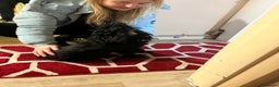 Cockapoo dogs for sale: 2 black stunning girls cockerpoos - Advert 5