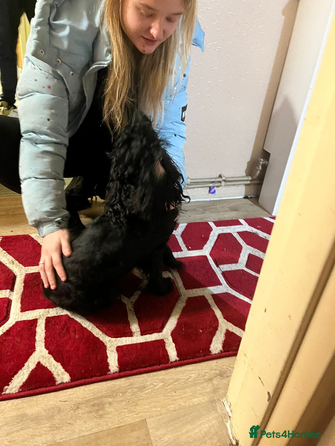 Cockapoo dogs for sale: 2 black stunning girls cockerpoos - Advert 5