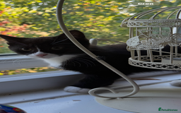 Domestic Shorthair cats for sale: One short haired female kitten in Reading - Image 3
