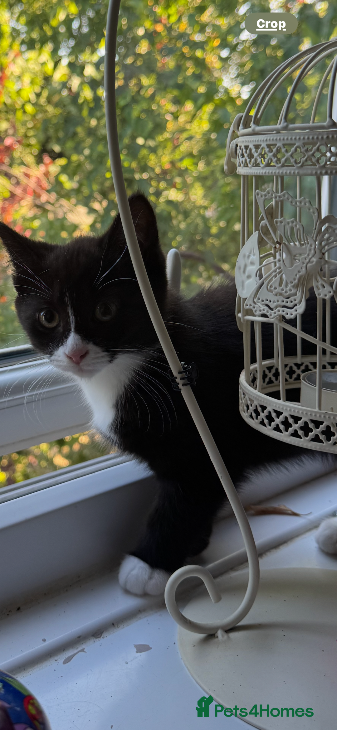 Domestic Shorthair cats for sale: One short haired female kitten in Reading - Image 3