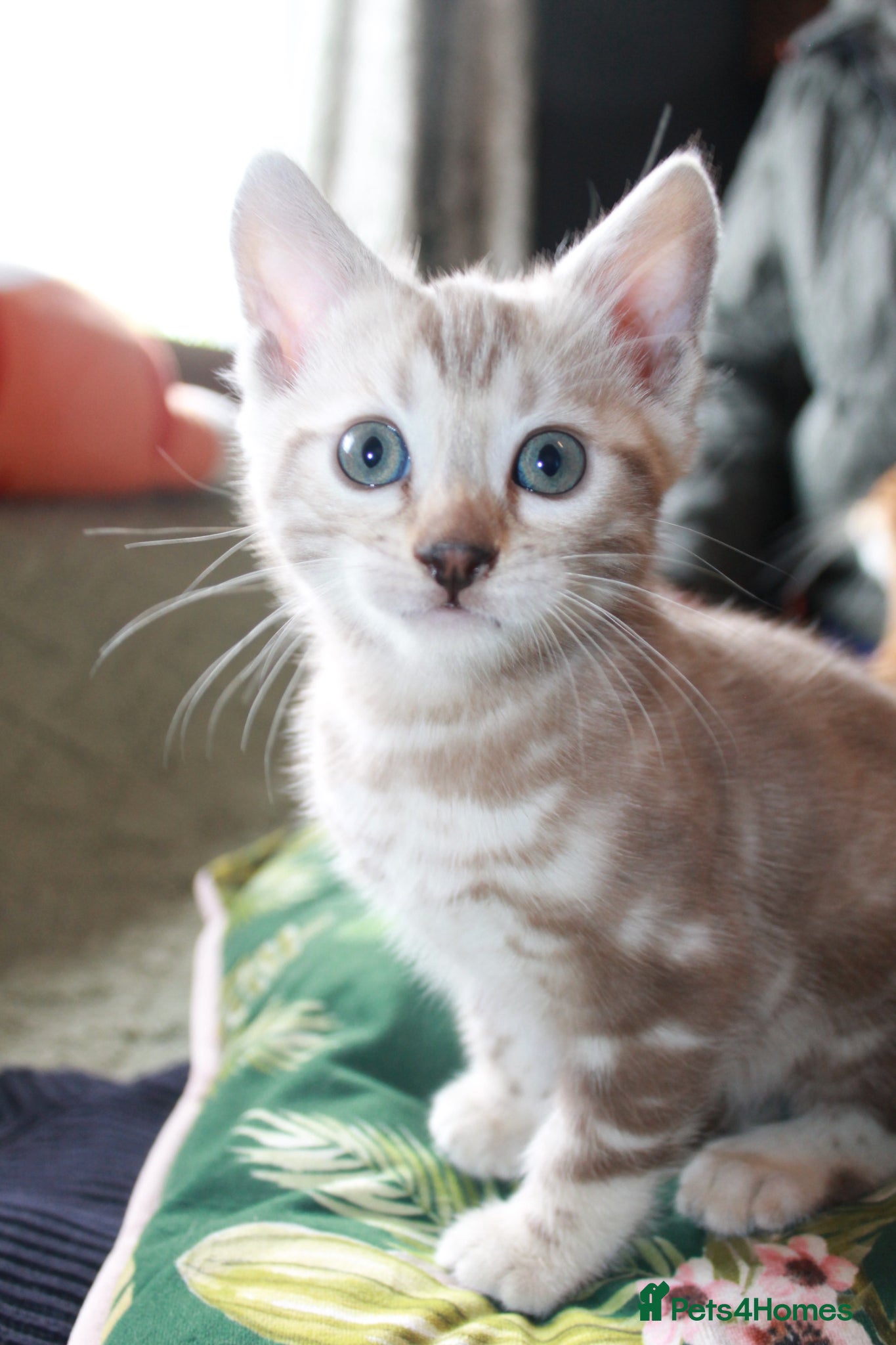 Bengal cats Two Male Bengal Kittens for Sale - Advert 2