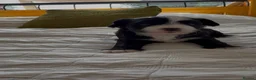 Chinese Crested dogs for sale: Pure breed Chinese Crested  - Advert 1
