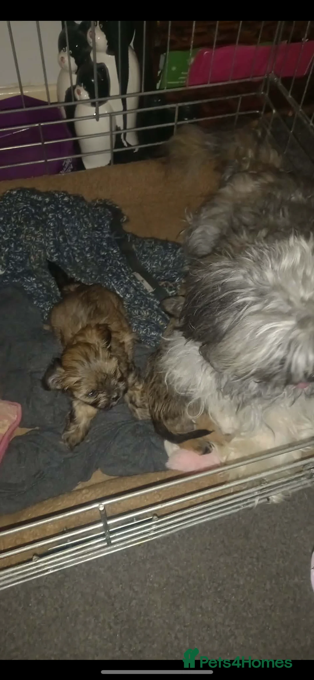 Mixed Breed dogs for sale: For sale  - Advert 6