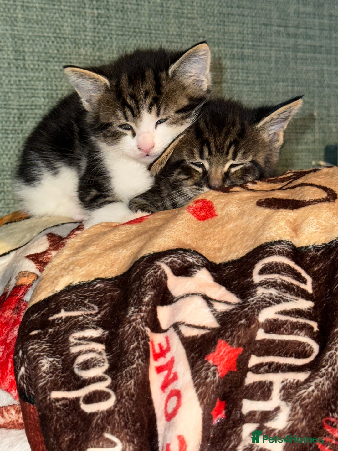 Mixed Breed cats for sale: Adorable male kittens for sale  - Advert 8