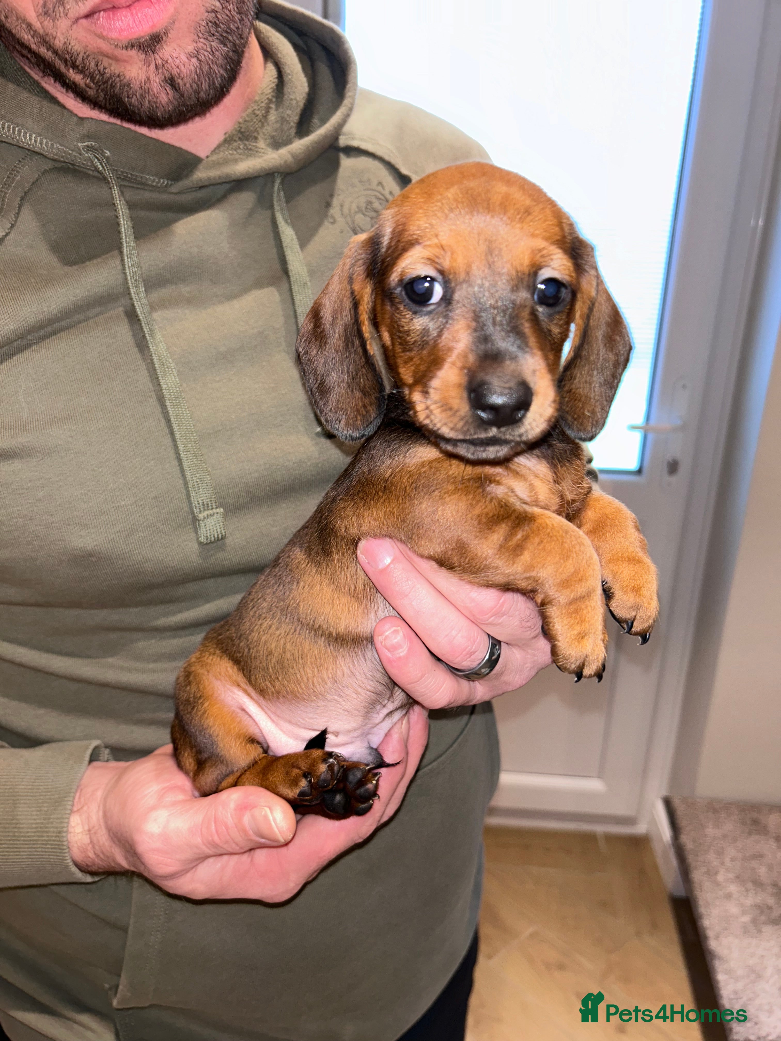 Miniature Dachshund dogs Miniature dachshund 1 BOY LEFT  - Advert 3