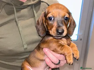 Miniature Dachshund dogs Miniature dachshund 1 BOY LEFT - Advert 3