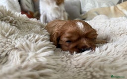 Cavalier King Charles Spaniel dogs for sale: Cavalier King Charles  - Image 21