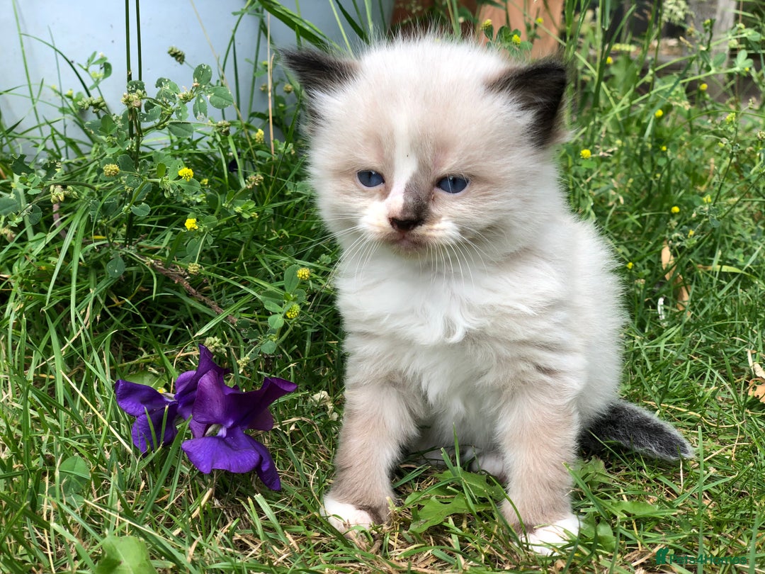 Mixed Breed cats for sale: Delilah’s kittens - Image 8
