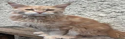 Maine Coon cats for sale: Beautiful male cream Maine Coon - Advert 2
