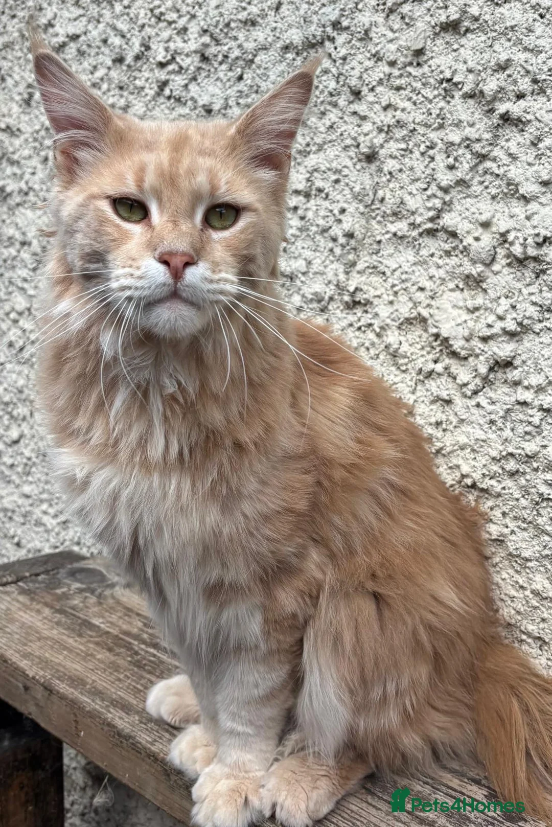 Maine Coon cats for sale: Beautiful male cream Maine Coon - Advert 2