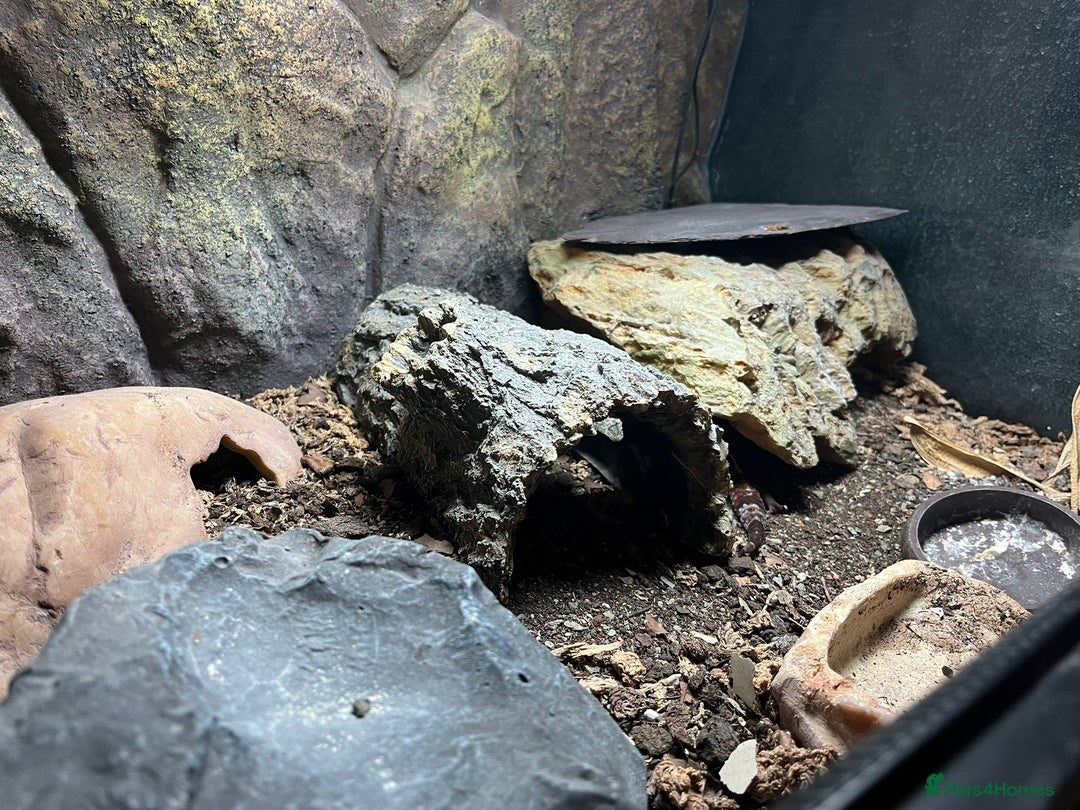 Gecko reptiles for sale: African fat tail gecko  - Image 6