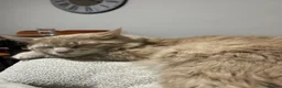 Maine Coon cats for sale: Main Coon 6 Months Cream/light Ginger  - Advert 4