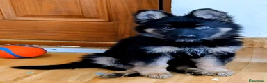 German Shepherd Puppy 10