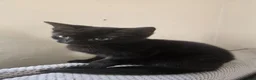 Mixed Breed cats for sale: Stunning Black Panther Kitten - Advert 10