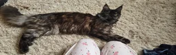 Maine Coon cats for sale: Coco maine coon in Wolverhampton - Advert 4