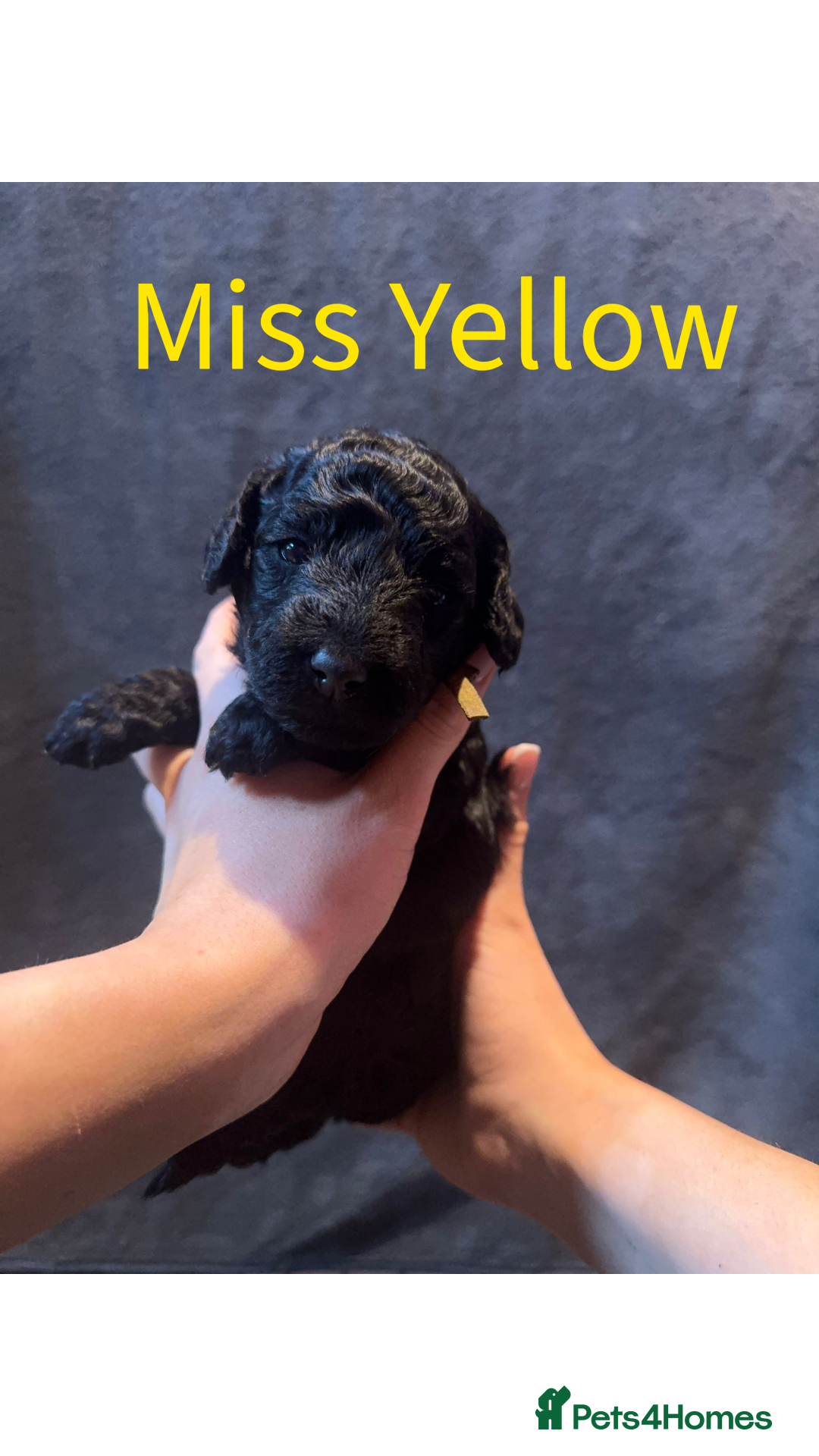 Australian Labradoodle dogs for sale: Extensively health tested Austrailian Labradoodles - Advert 19