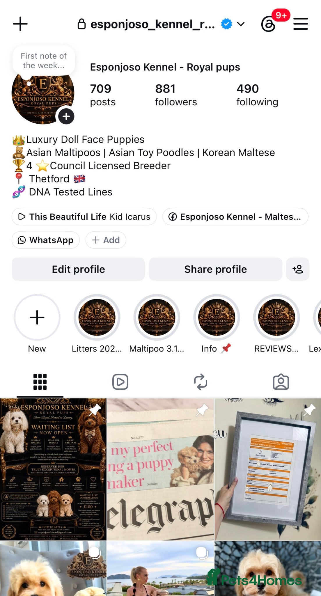 Maltipoo dogs 👑 Last Exquisite Esponjoso Royal maltipoo Boy 👑 - Advert 2