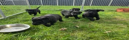 Labrador Retriever dogs for sale: KC Registered- Black Labrador Puppies x 4 - Advert 2