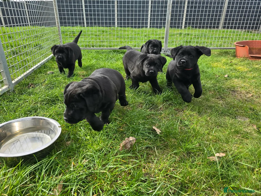 Labrador Retriever dogs for sale: KC Registered- Black Labrador Puppies x 4 - Advert 2