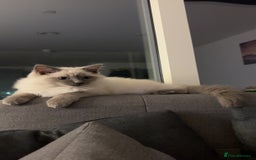 Ragdoll cats for stud: Mr.blue - Image 5