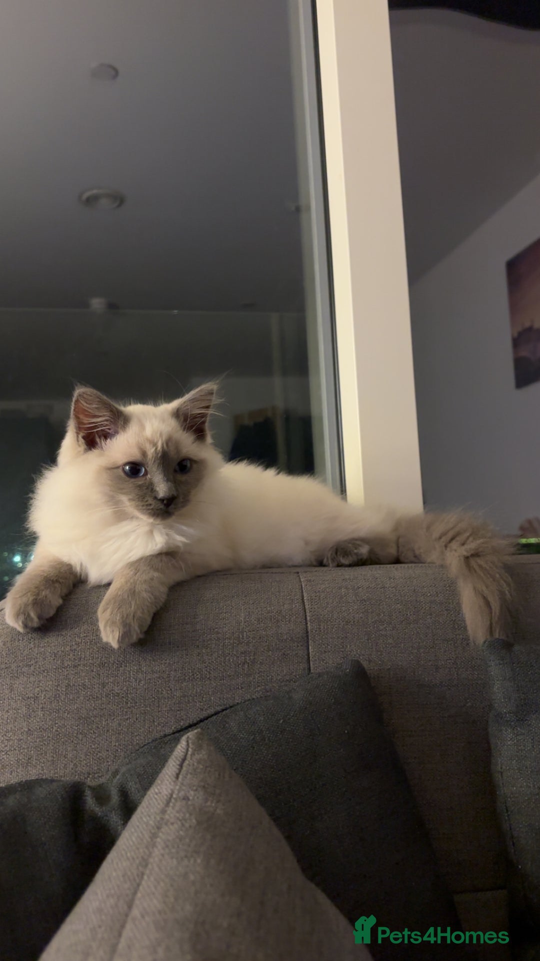 Ragdoll cats for stud: Mr.blue - Image 5