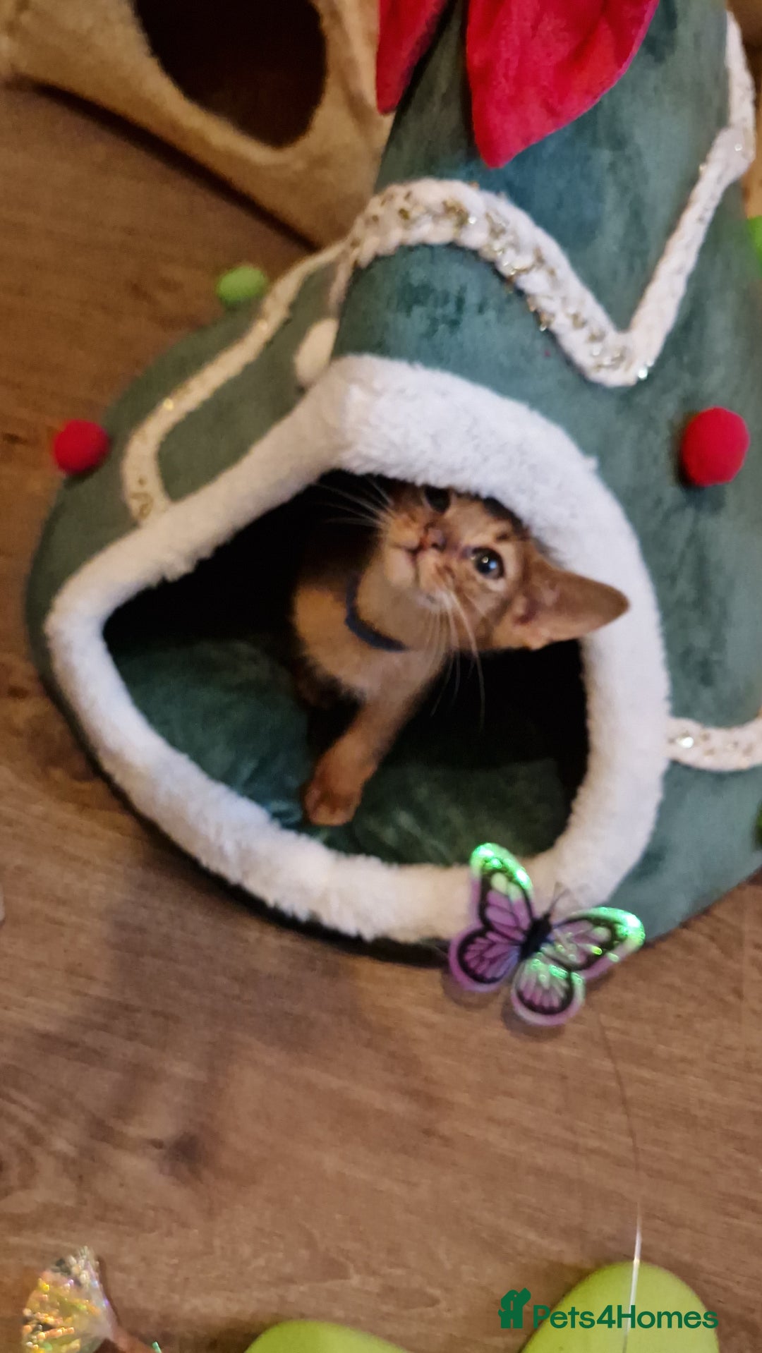 Abyssinian cats for sale: Pure Abyssian kittens ❤️ - Advert 26