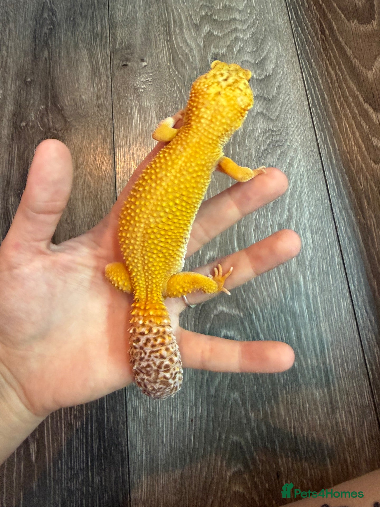 Leopard Gecko reptiles Community of leopard geckos  - Advert 19