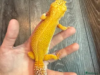 Leopard Gecko reptiles Community of leopard geckos - Advert 1