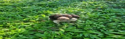 English Springer Spaniel dogs for stud: Springer for stud - Advert 12