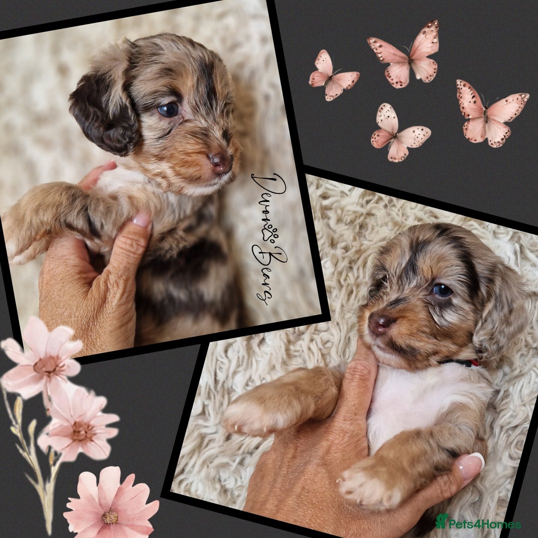 Cockapoo dogs for sale: Chunky health tested stunning English cockerpoos. - Image 11