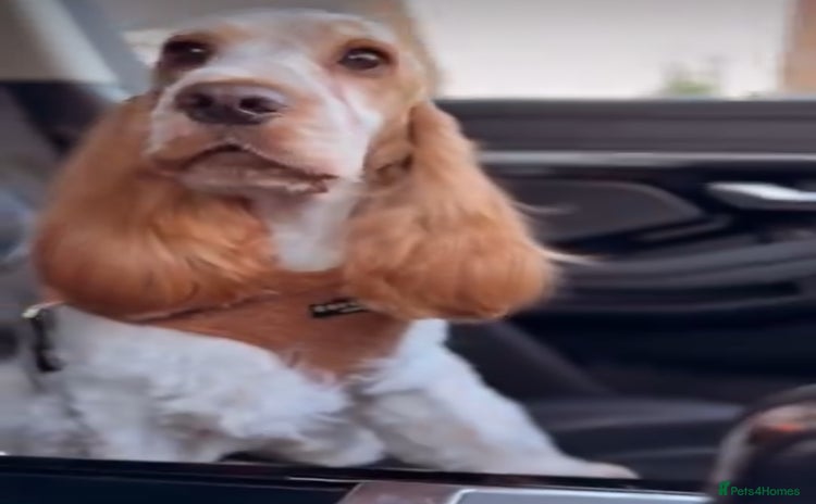 Cocker Spaniel dogs - Advert 3