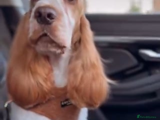 Cocker Spaniel dogs - Advert 18