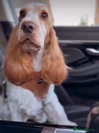 Cocker Spaniel dogs - Advert 3