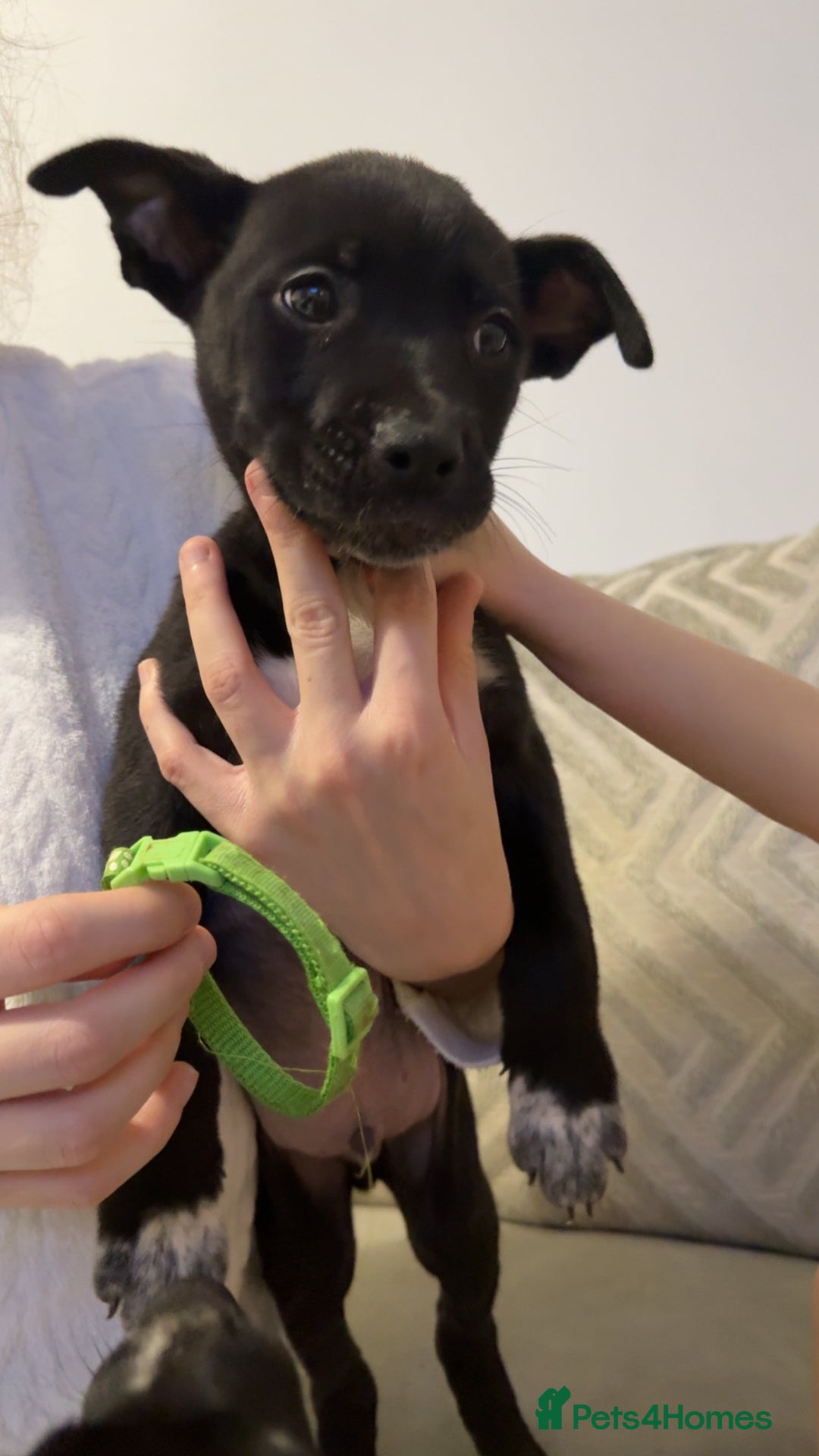 Mixed Breed dogs for sale: Cane corso hybrid Akita’s  - Advert 2